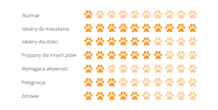 charakterystyka rasy Chihuahua: zdrowie, charakter, usposobienie, dzieci