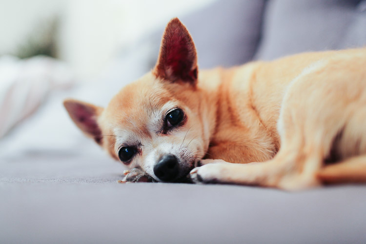 W domu pies rasy chihuahua jest spokojny, dużo śpi