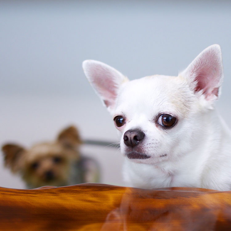 Chihuahua preferują towarzystwo własnej rasy lub innych podobnych piesków