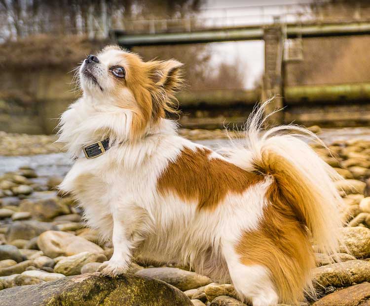 Chihuahua bez podszerstka linieją znacznie mniej obficie niż te z obfitym podszyciem