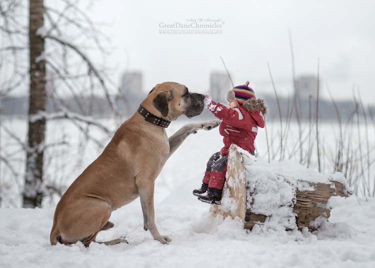 W sesji najchętniej fotografowane są duże psy jak dog niemiecki, bernardyn czy dalmatyńczyk