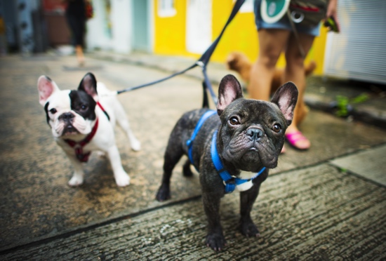 French Bulldog Take a Walk Lovely Pet Animal Concept French Bulldog Take a Walk Lovely Pet Animal Concept